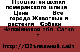 Продаются щенки померанского шпица › Цена ­ 45 000 - Все города Животные и растения » Собаки   . Челябинская обл.,Сатка г.